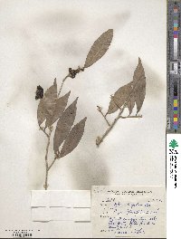 Xylosma longifolium image