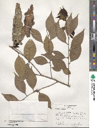 Xylosma racemosum image