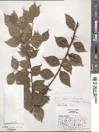 Xylosma racemosum image