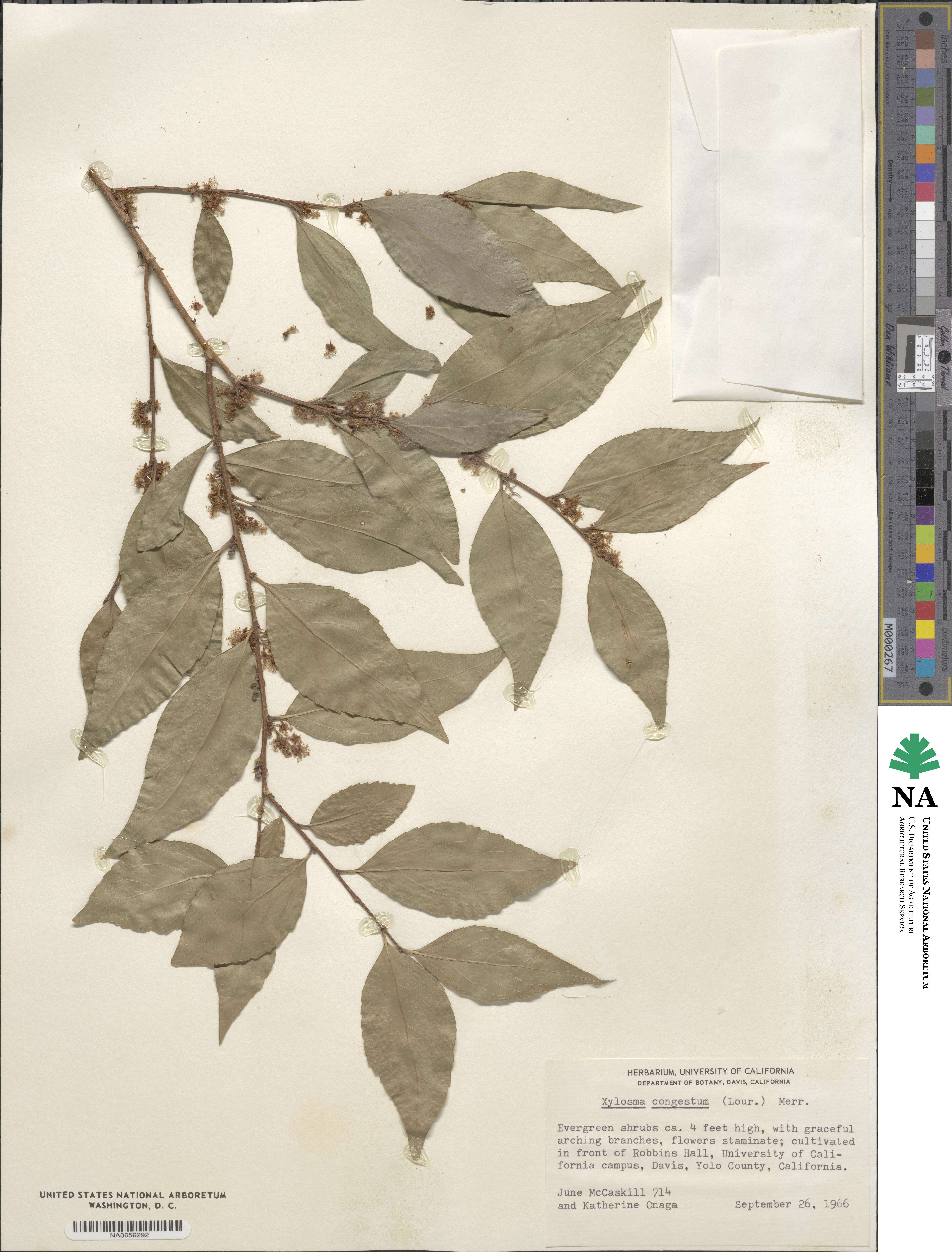 Xylosma racemosum image