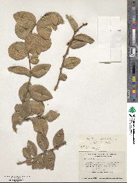 Xylosma spiculiferum image