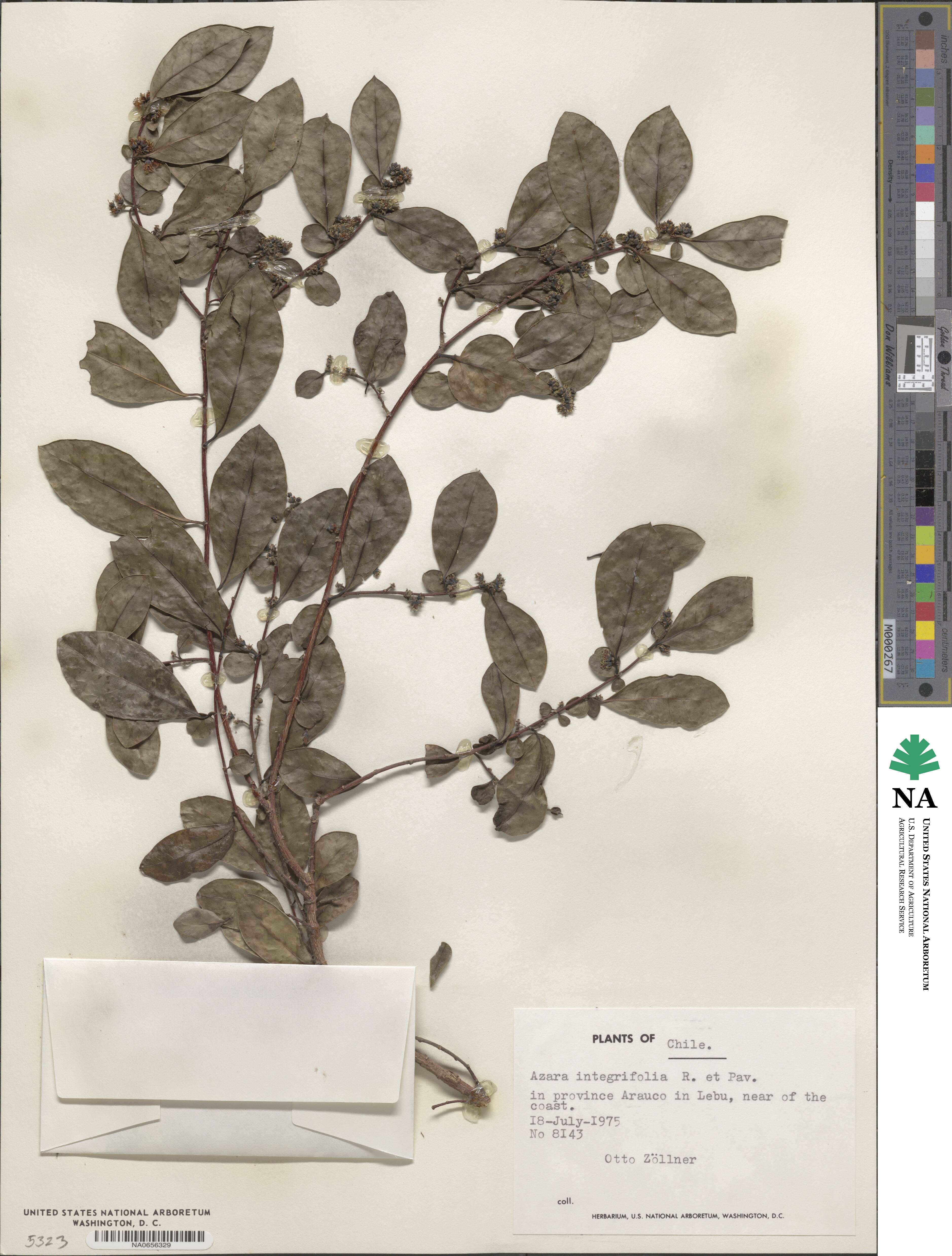 Azara integrifolia image