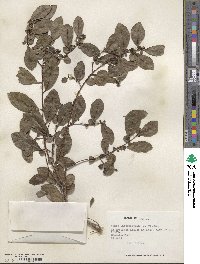 Azara integrifolia image