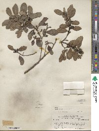 Azara integrifolia image