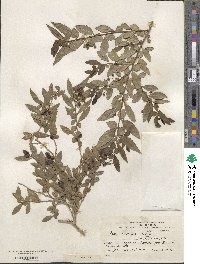 Azara lanceolata image