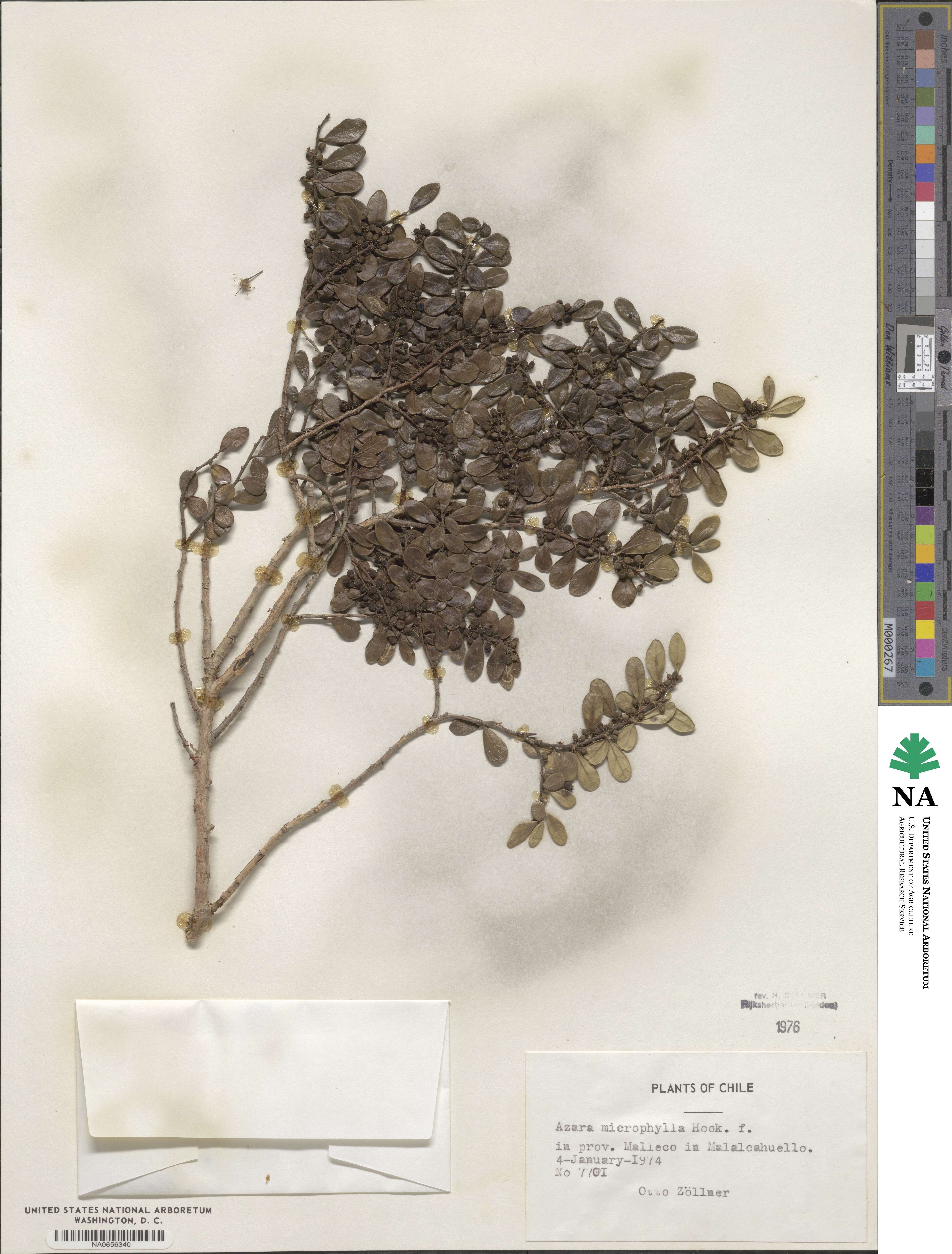 Azara microphylla image