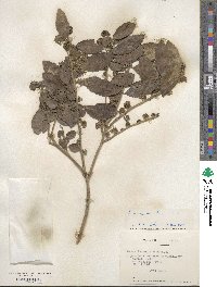 Azara serrata image