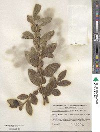 Azara serrata image