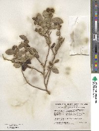 Azara serrata image