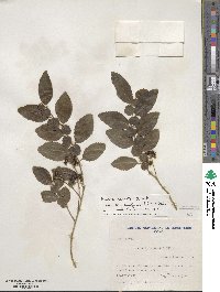 Azara serrata image