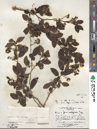 Azara serrata image