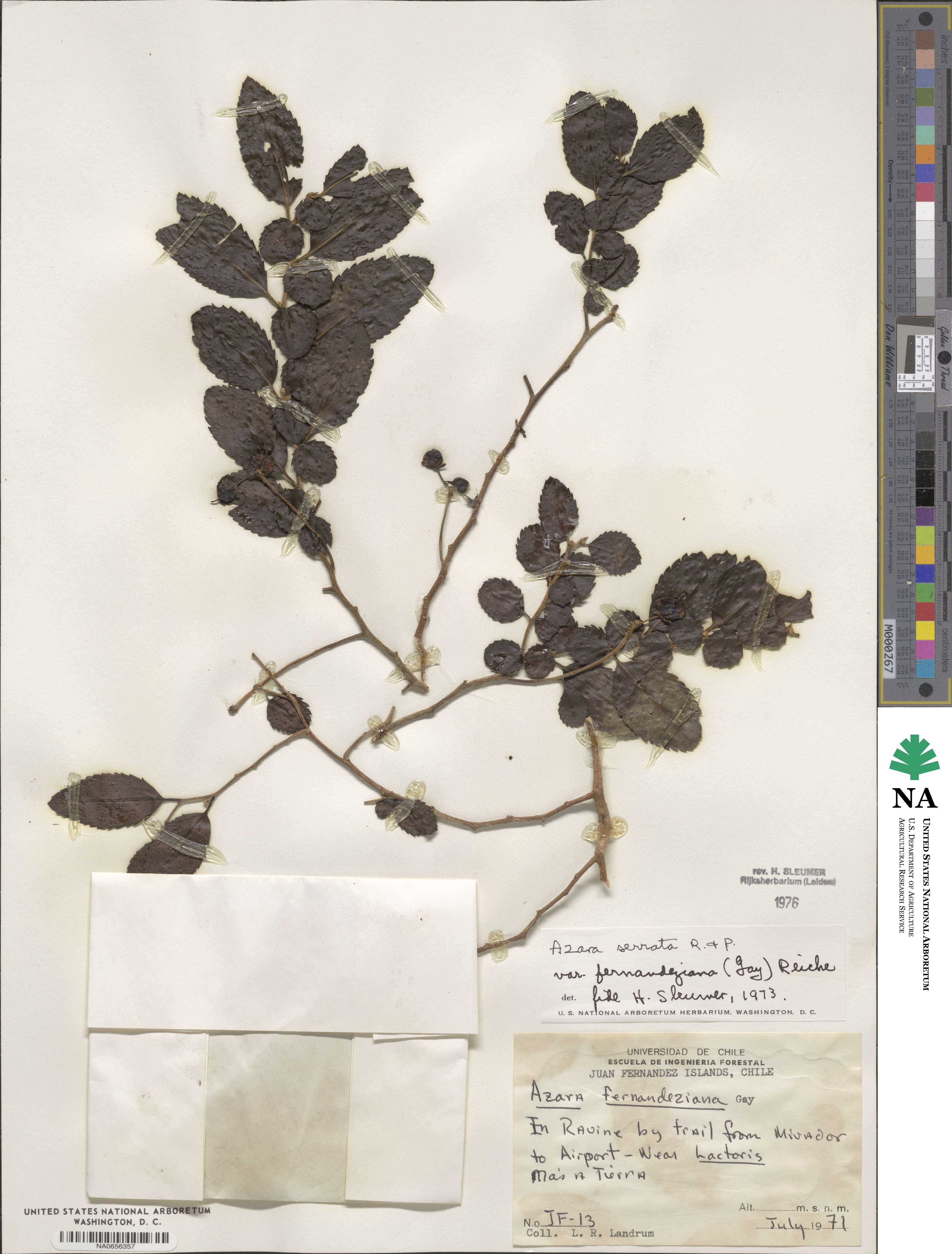 Azara serrata var. fernandeziana image