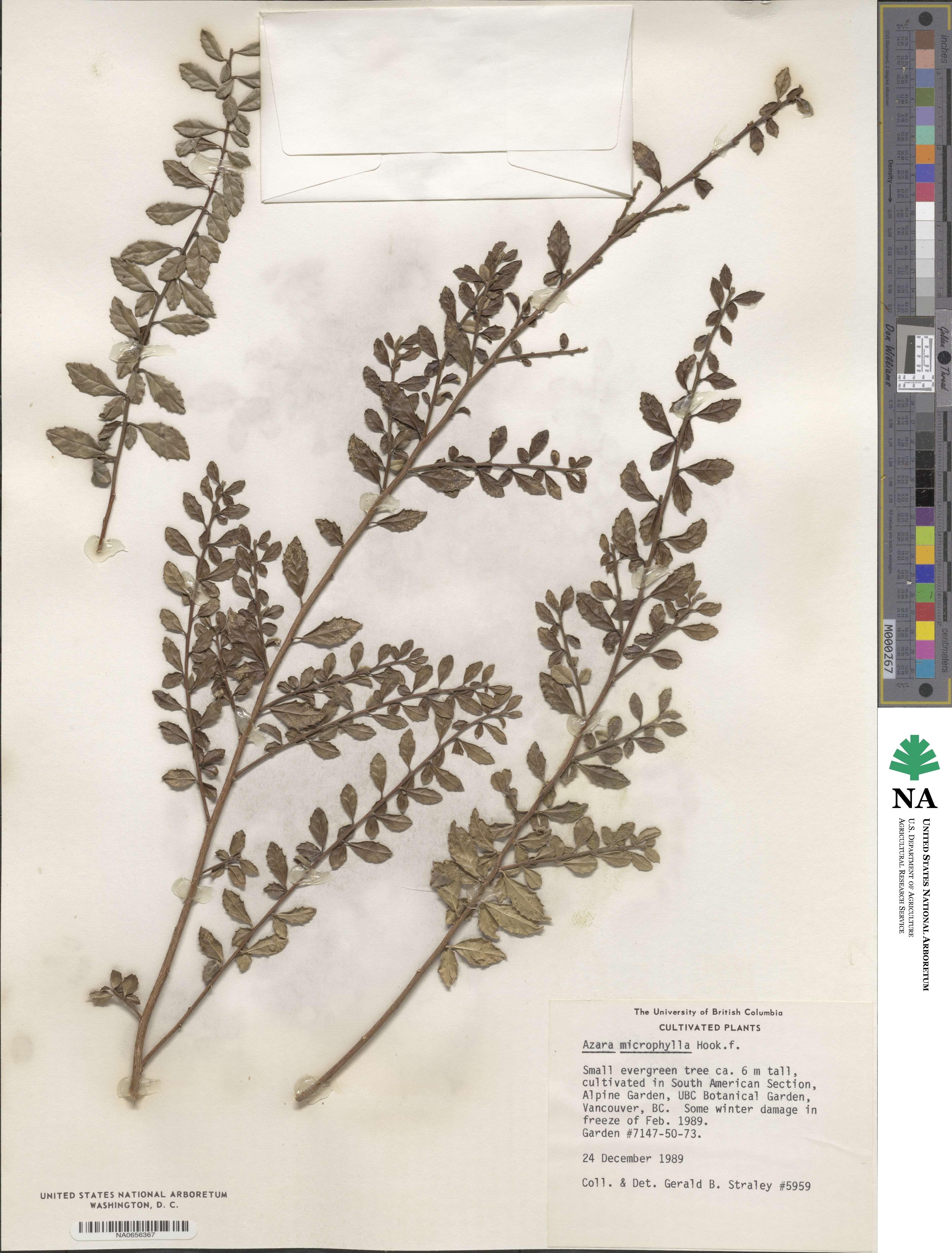 Azara microphylla image