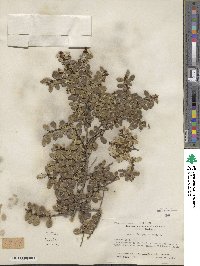 Azara microphylla image