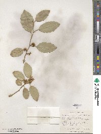 Azara petiolaris image