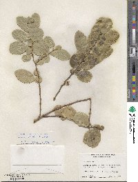 Azara serrata image