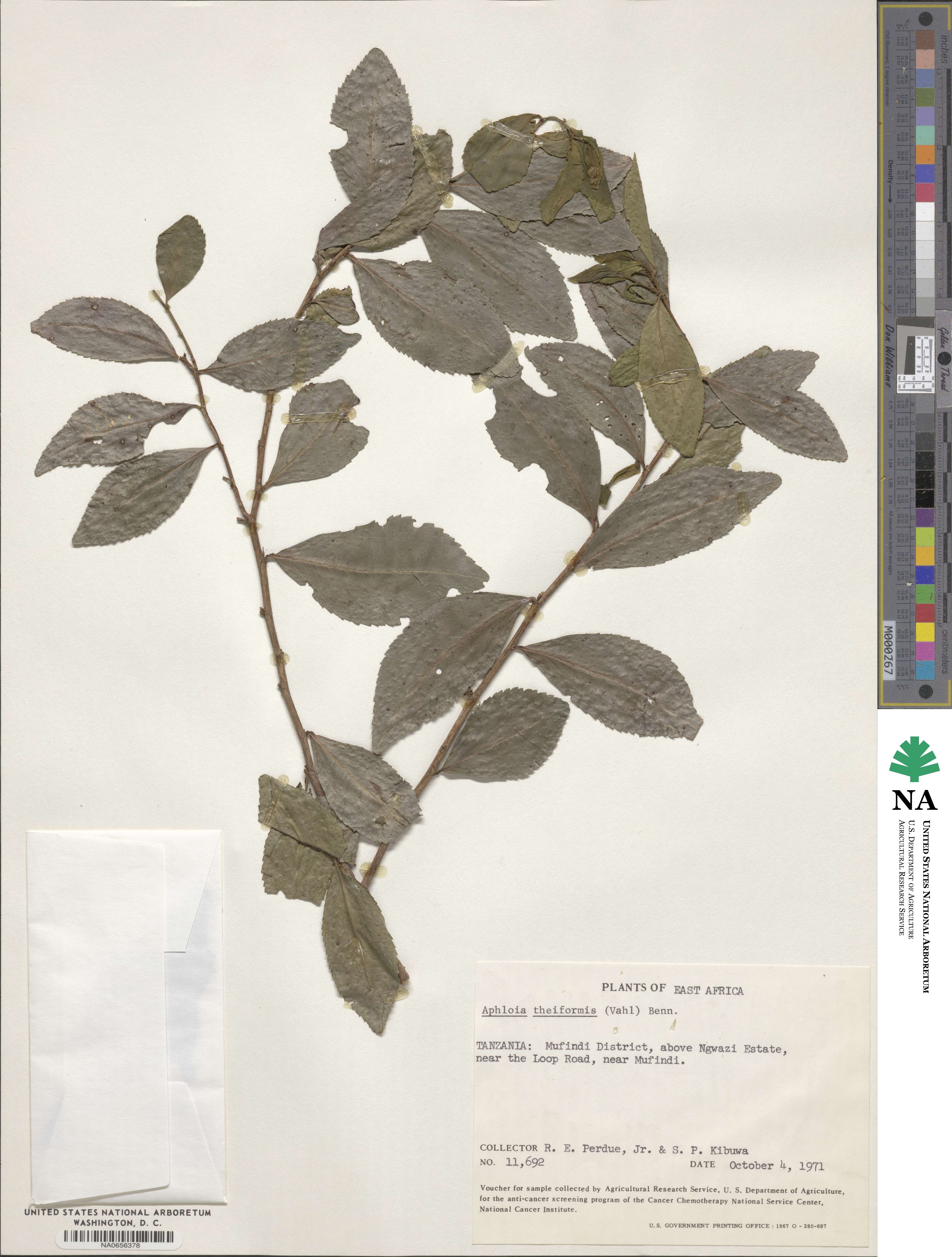 Aphloiaceae image