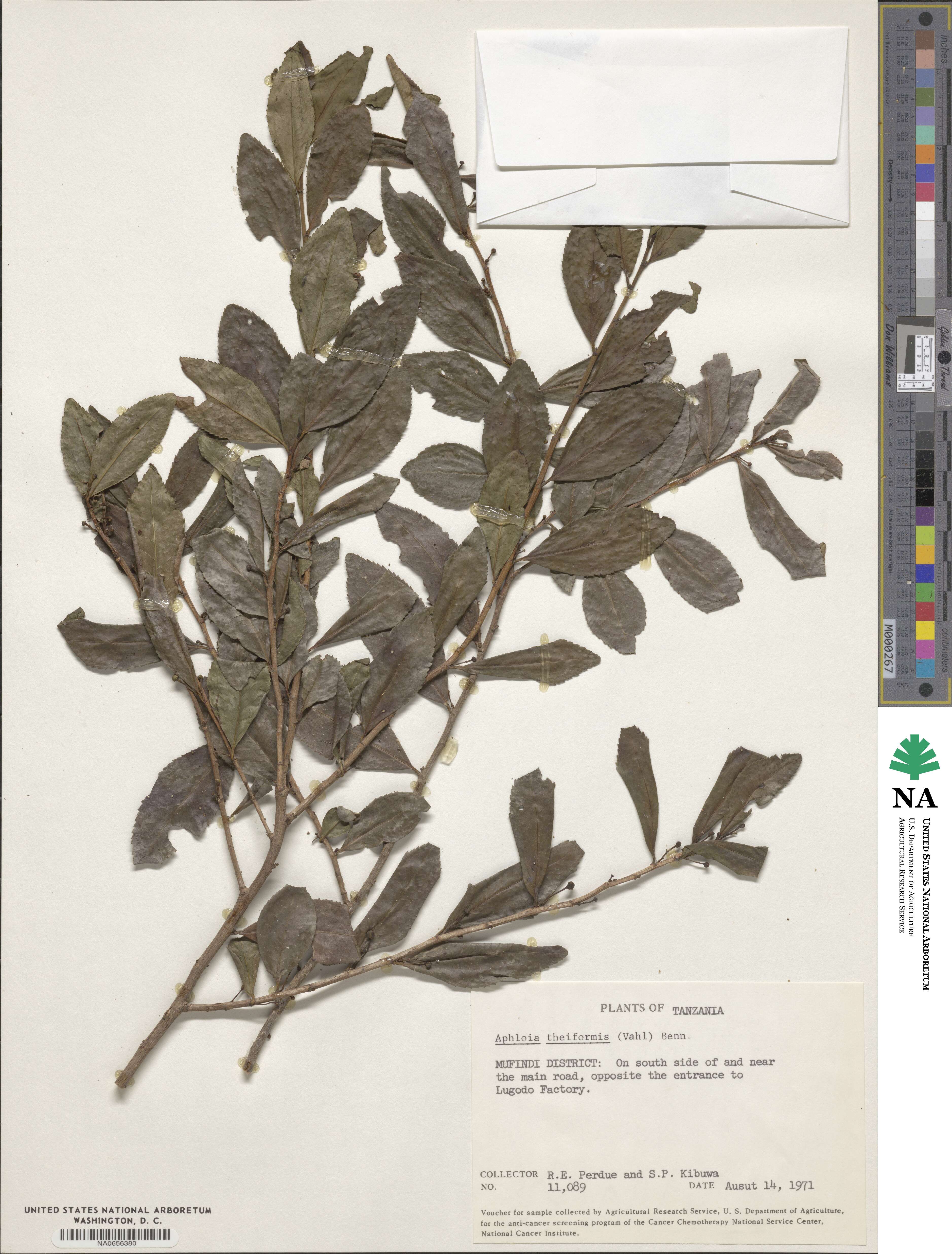 Aphloiaceae image