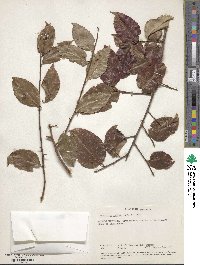 Flacourtia indica image