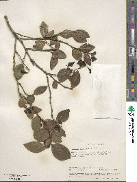 Dovyalis abyssinica image