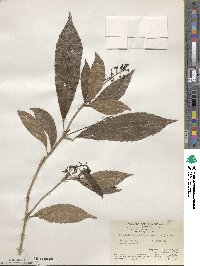 Bennettiodendron leprosipes image