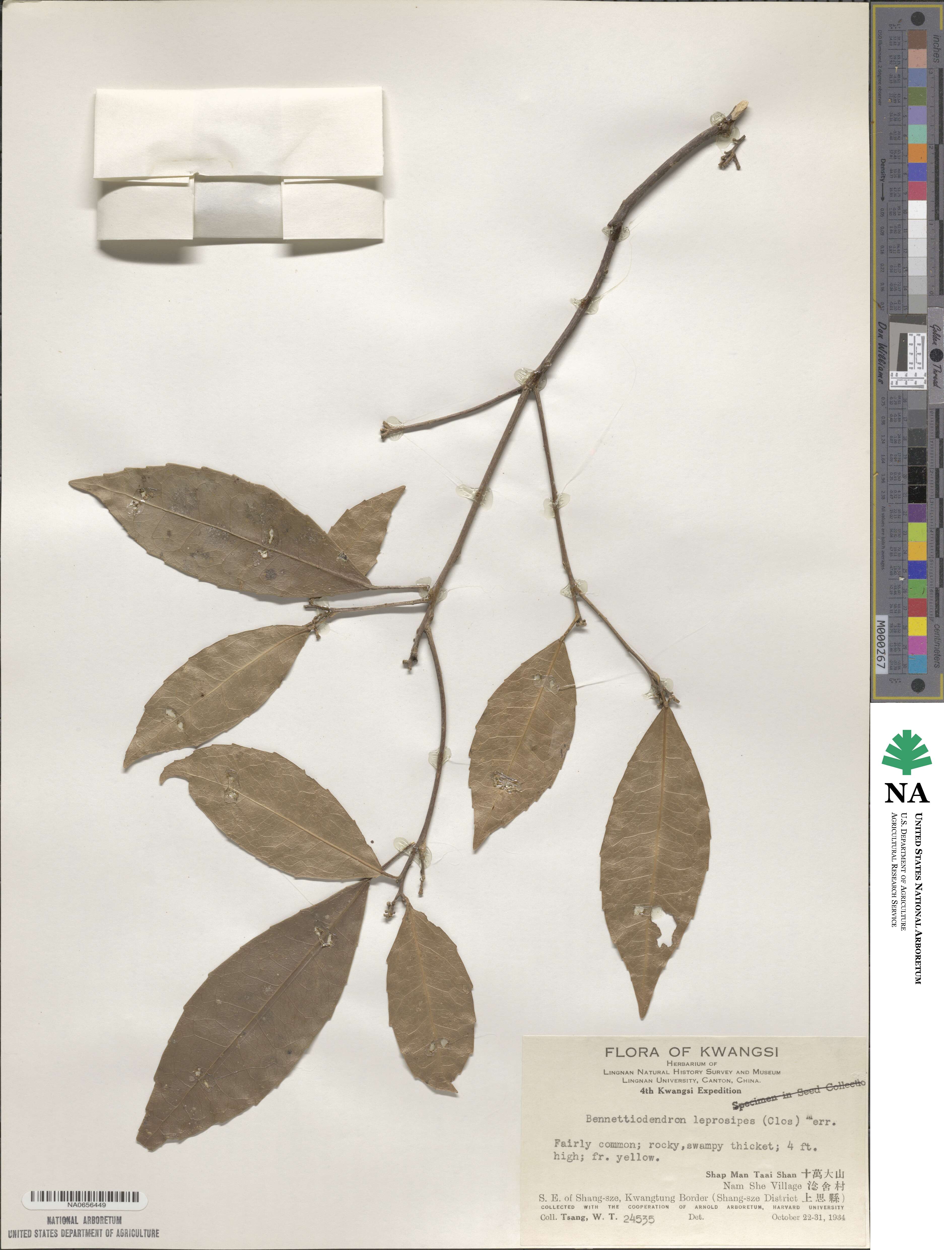 Bennettiodendron leprosipes image