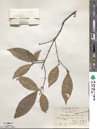 Bennettiodendron leprosipes image