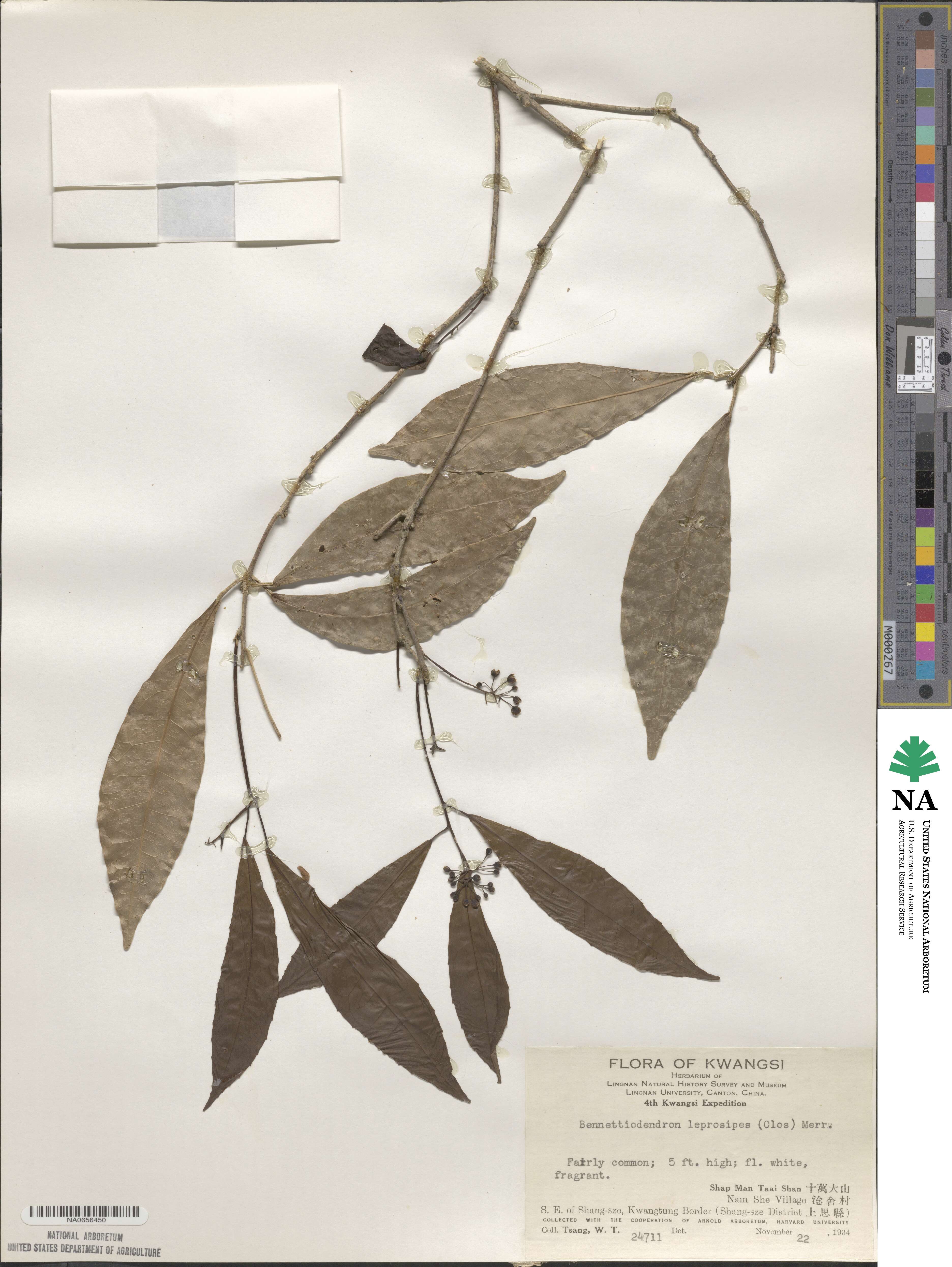 Bennettiodendron leprosipes image