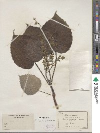 Idesia polycarpa image