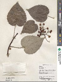 Idesia polycarpa image