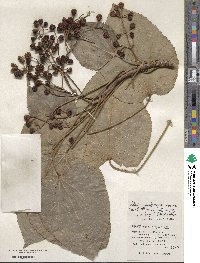 Idesia polycarpa image