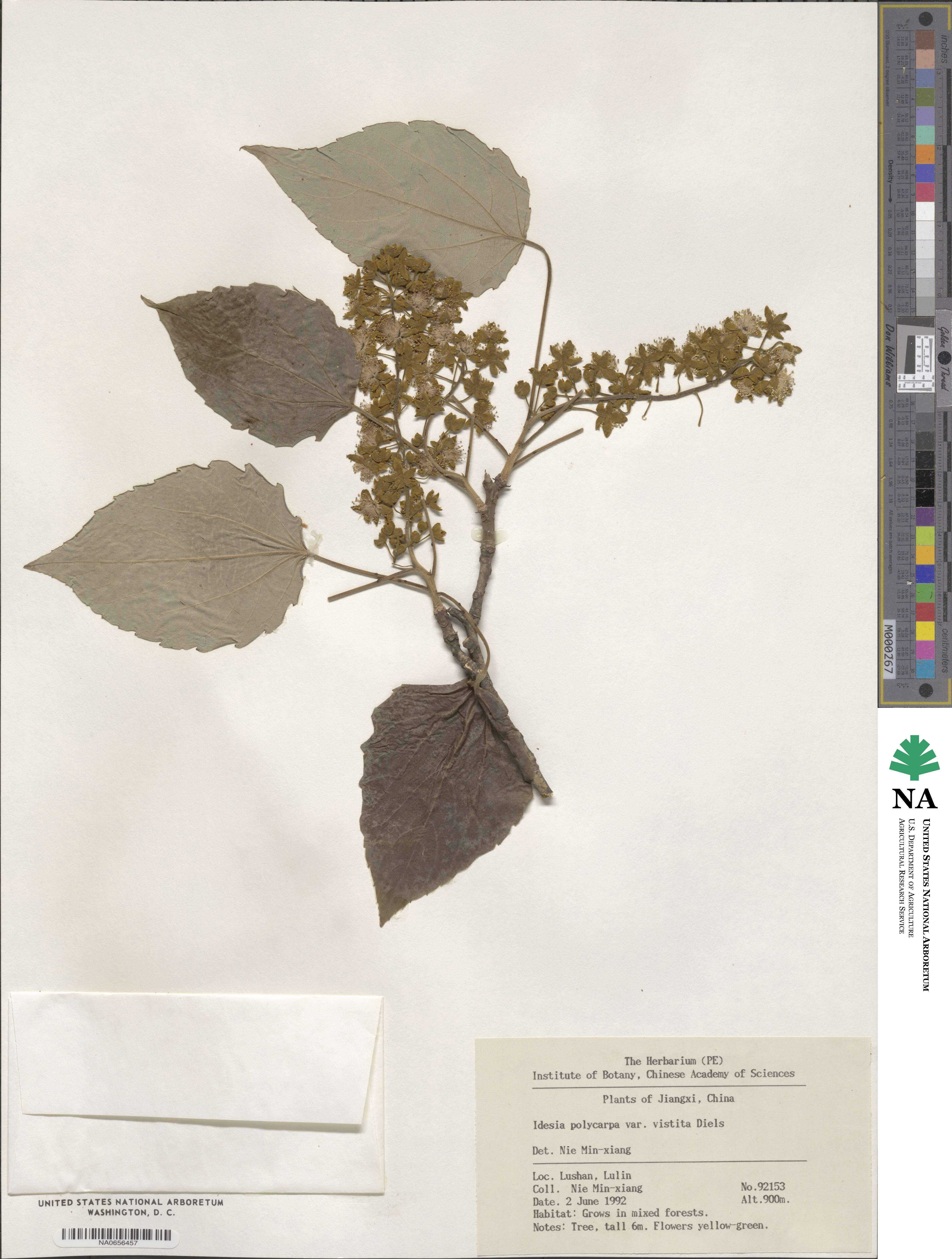 Idesia polycarpa var. vestita image
