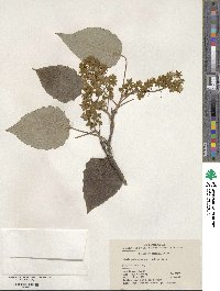 Idesia polycarpa image