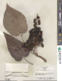 Idesia polycarpa image