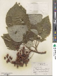 Idesia polycarpa image