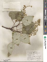 Idesia polycarpa image