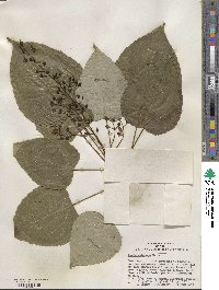 Idesia polycarpa image