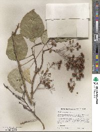 Idesia polycarpa image