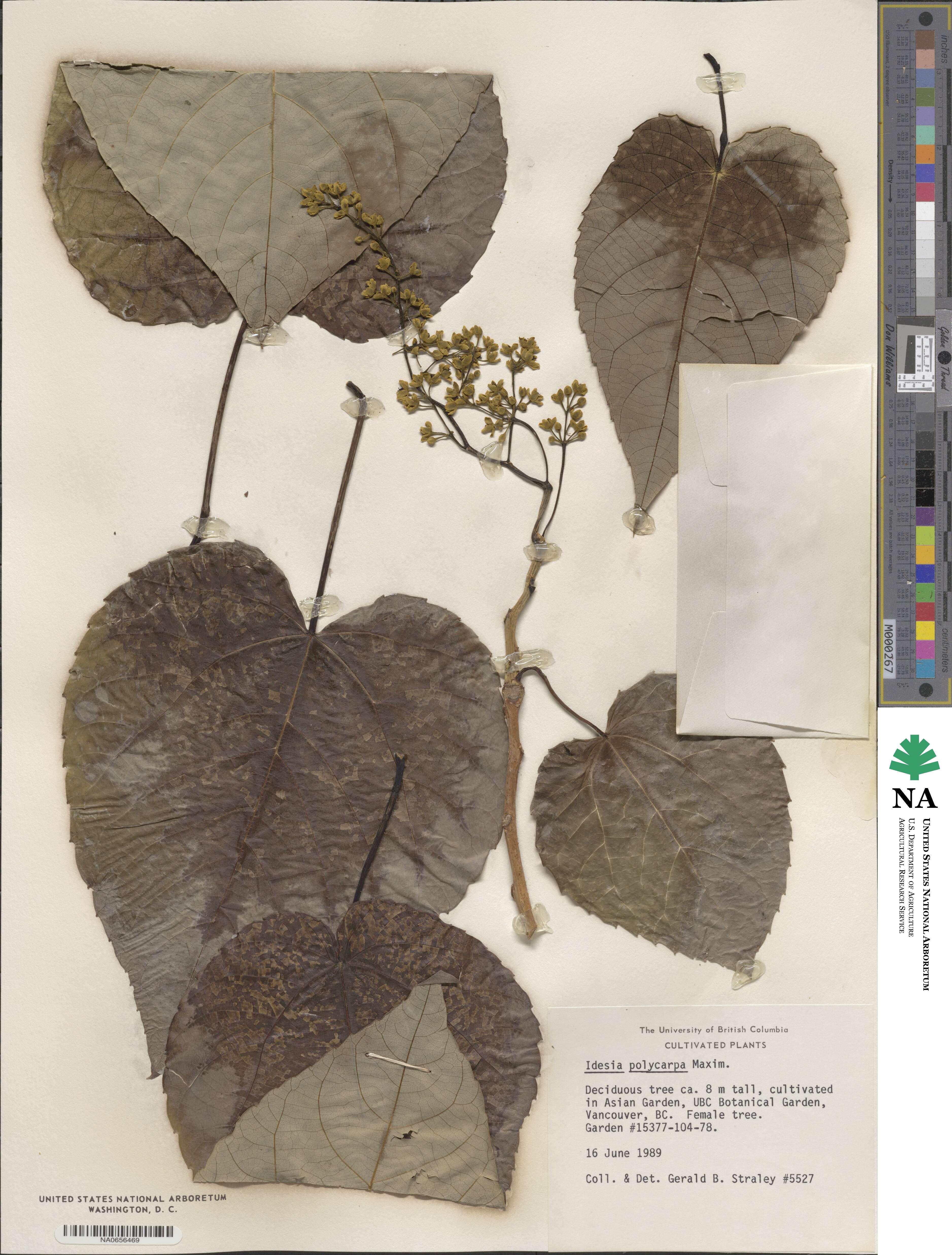 Idesia polycarpa image