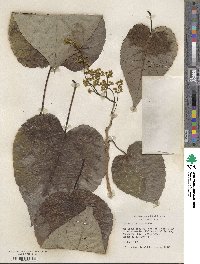 Idesia polycarpa image