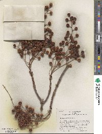 Idesia polycarpa image