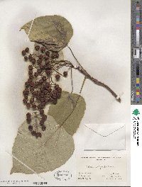 Idesia polycarpa image