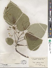 Idesia polycarpa image