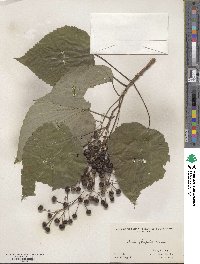 Idesia polycarpa image