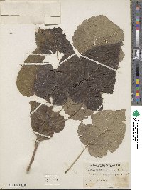 Idesia polycarpa image