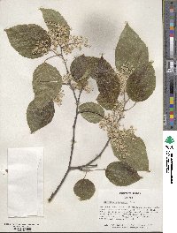 Poliothyrsis sinensis image