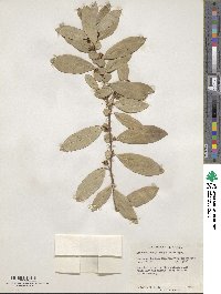 Azara uruguayensis image