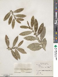 Azara uruguayensis image