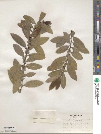 Azara uruguayensis image