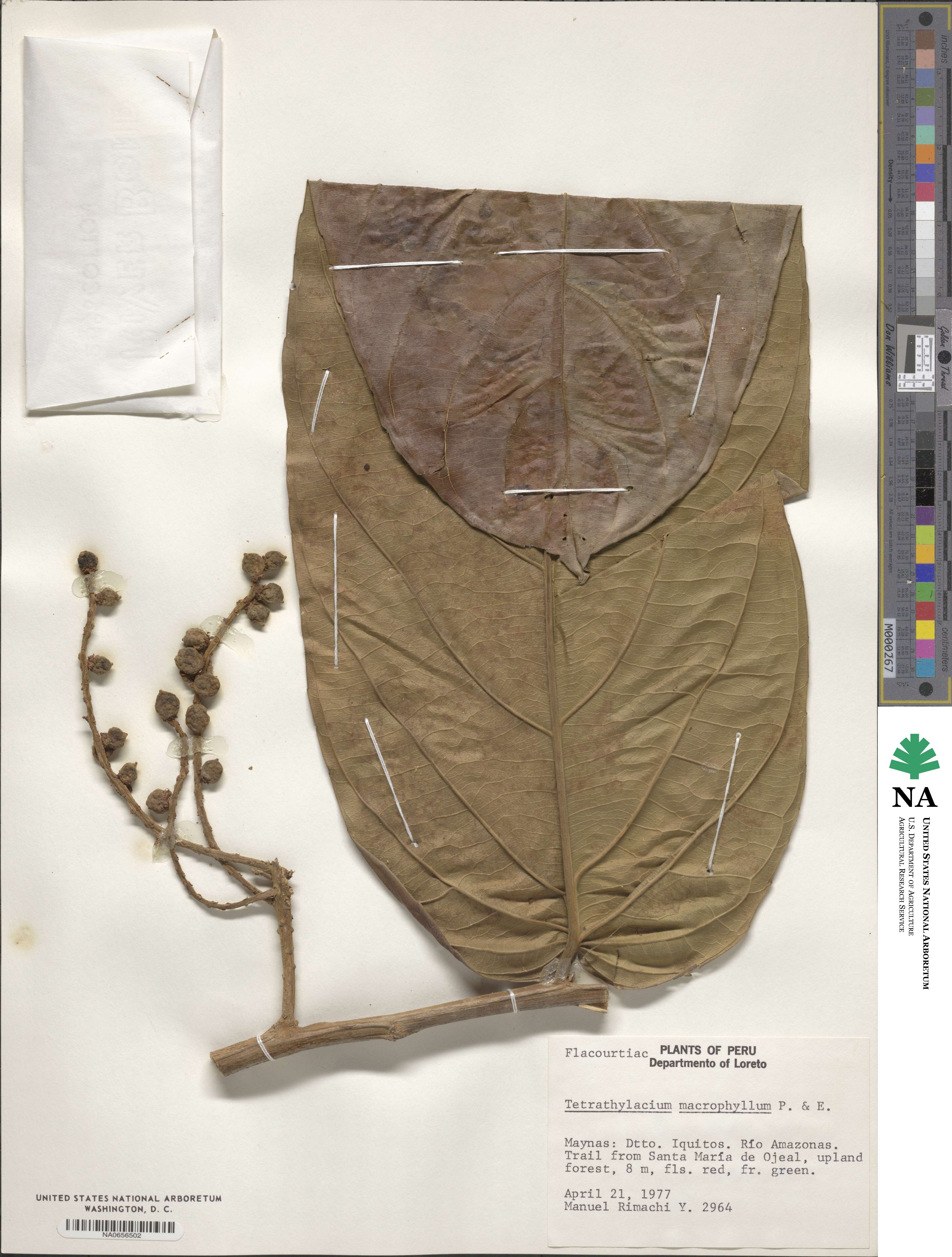 Tetrathylacium macrophyllum image